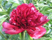 Load image into Gallery viewer, Red Charm Bush Peony