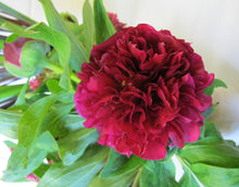 Load image into Gallery viewer, Rubra Plena Bush Peony