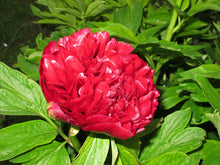 Load image into Gallery viewer, Rubra Plena Bush Peony