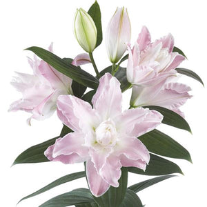 Sabor Double Oriental Lily