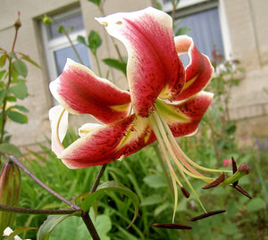 Scheherazade Orienpet Hybrid Lily