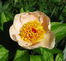 Load image into Gallery viewer, Silver Dawn Bush Peony