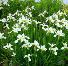 Load image into Gallery viewer, Snow Queen Siberian Iris