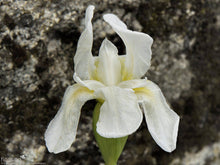 Load image into Gallery viewer, Snow Queen Siberian Iris