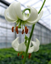Load image into Gallery viewer, Snowy Morning Martagon Lily