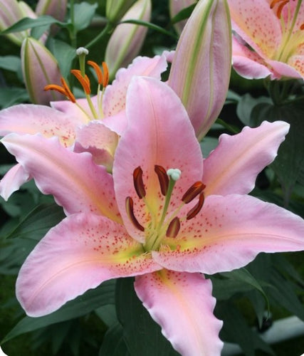 Spring Romance Oriental Lily