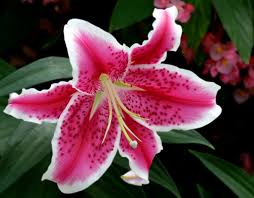 red star lily flower Stargazer Oriental Lily – The Lily Pad Bulb Farm