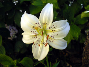 Sweet Surrender Species Lily