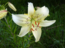 Load image into Gallery viewer, Sweet Surrender Species Lily