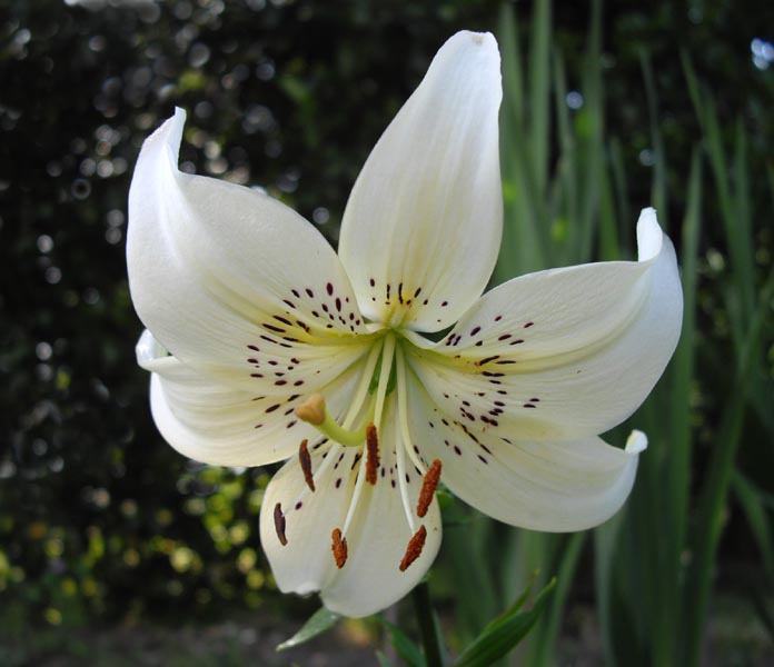 Sweet Surrender Species Lily