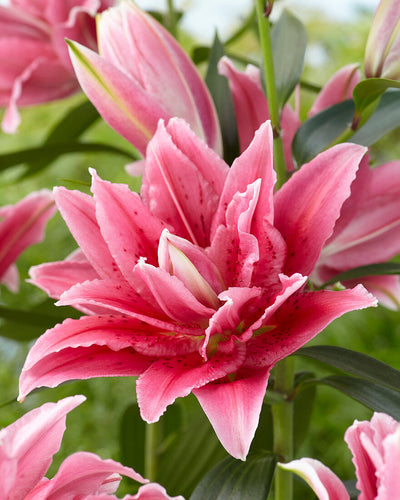 Thalissa Double Oriental Lily