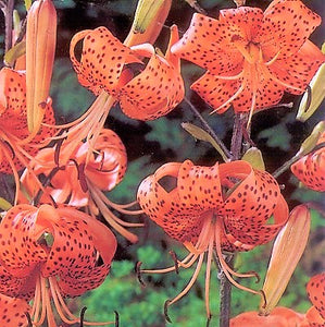 tiger lily denver Tiger Lily Species Lily – The Lily Pad Bulb Farm