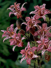 Load image into Gallery viewer, Tricyrtis &#39;Dark Beauty&#39;