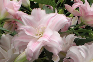 Waverider Double Oriental Lily