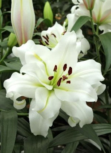 White Eyes Double Oriential Lily