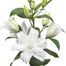 Load image into Gallery viewer, Aretha Double Oriental Lily