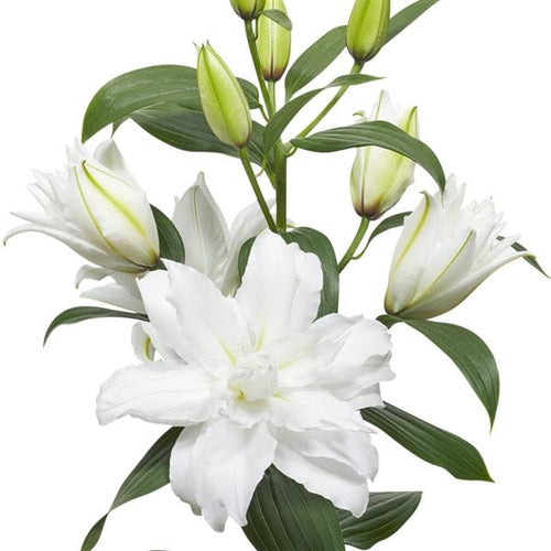 White Tornado Double Oriental Lily